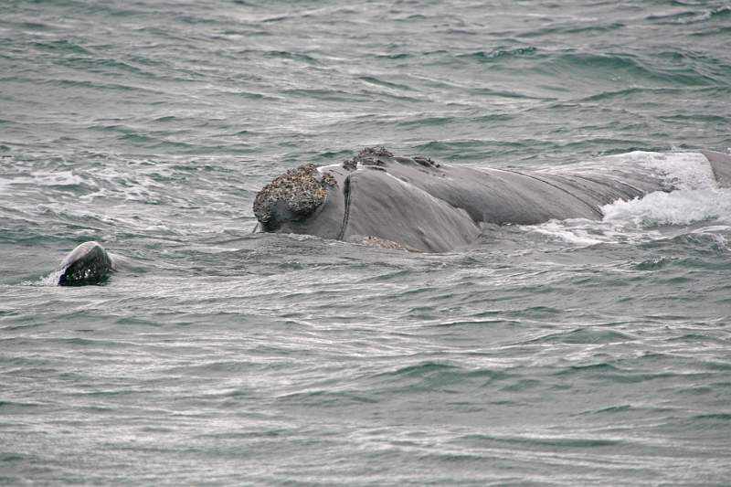 ZA0903