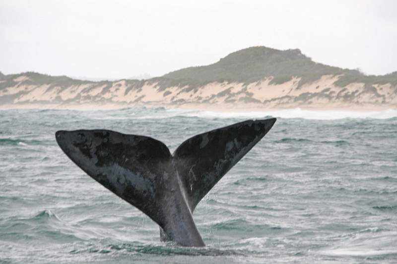 ZA0908