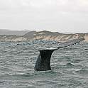 ZA0907